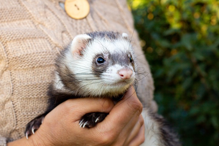 How To Care For A Pet Ferret In Boston