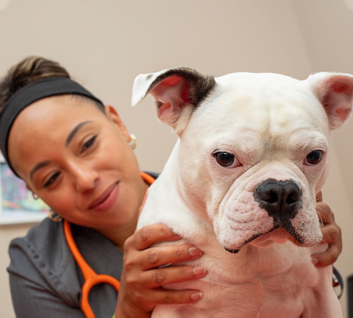 Boston, MA Vet with Wellness Plans