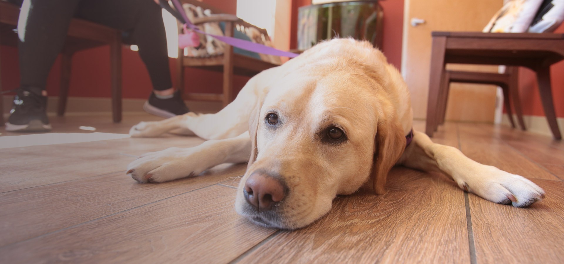 Sick &amp; Emergency Care Boston Veterinary Clinic