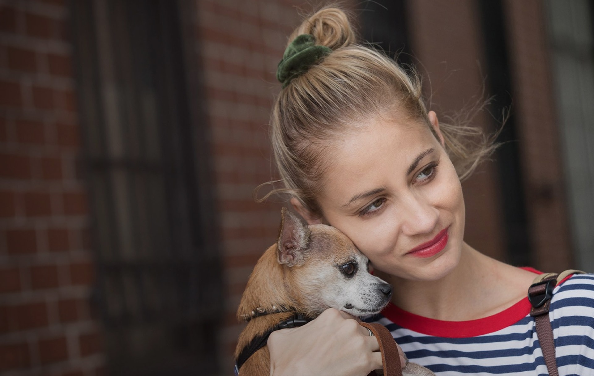 Home Boston Veterinary Clinic