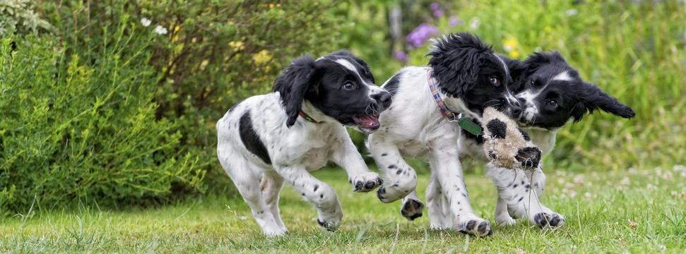 6 Benefits of Neutering Your Dog