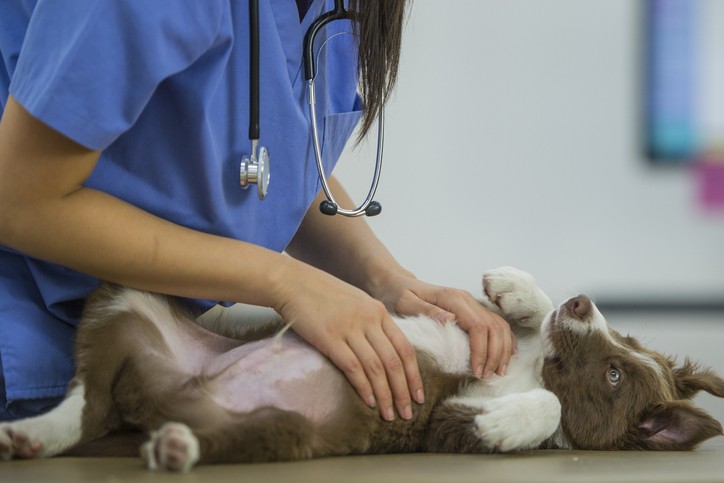 Dog Vaccinations in Boston, MA