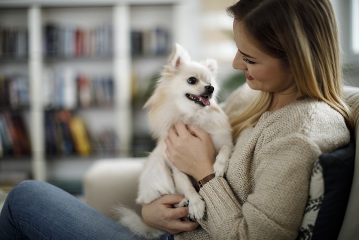 The Difference Between Dog Wellness Plans and Pet Insurance
