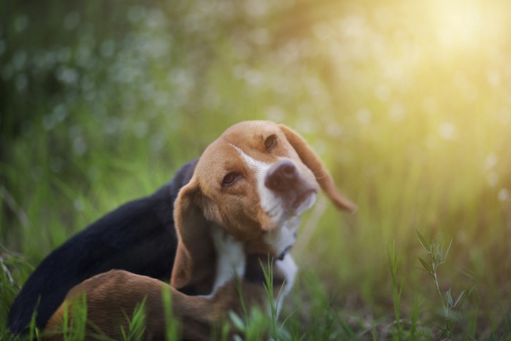 How to Tell if Your Dog Has Allergies: 6 Symptoms to Watch For