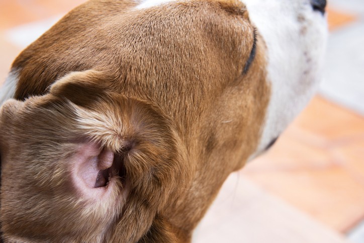 Dog Ear Infections: 6 Signs to Watch For