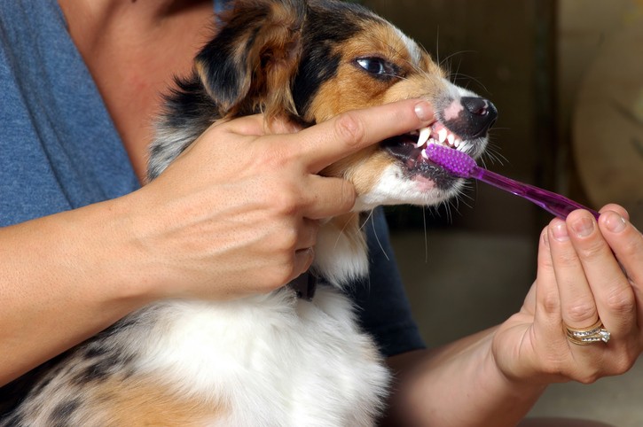 dog teeth cleaning in boston, ma