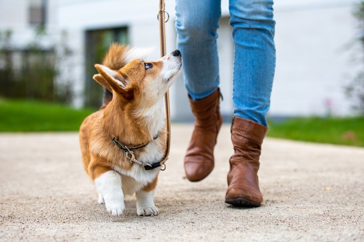 dog parks in boston, ma