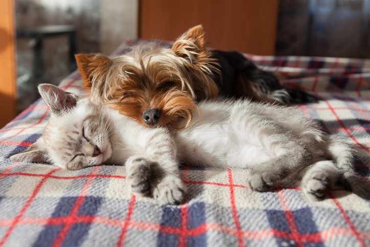 5 Ways Cat and Dog Acupuncture Can Help Your Pet