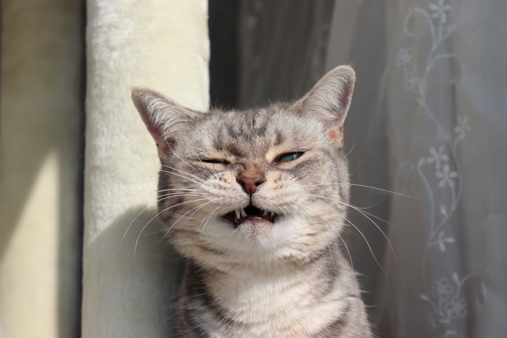 cat sneezing in boston, ma