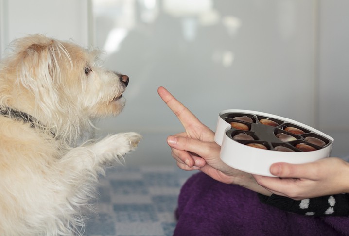 are dogs allowed to have chocolate