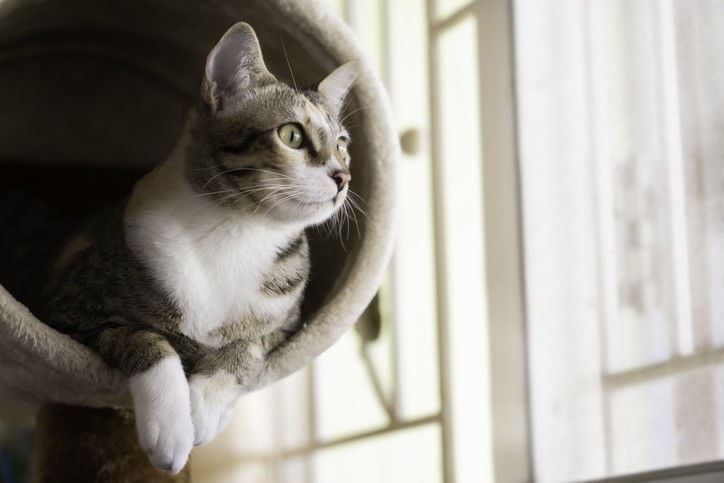 8 Reasons Neutering Your Cat is Important