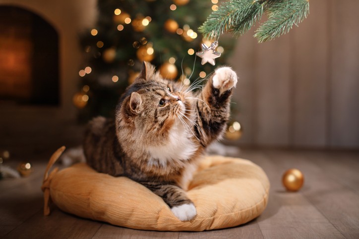 Have a Cat? Here’s How to Cat Proof Your Christmas Tree