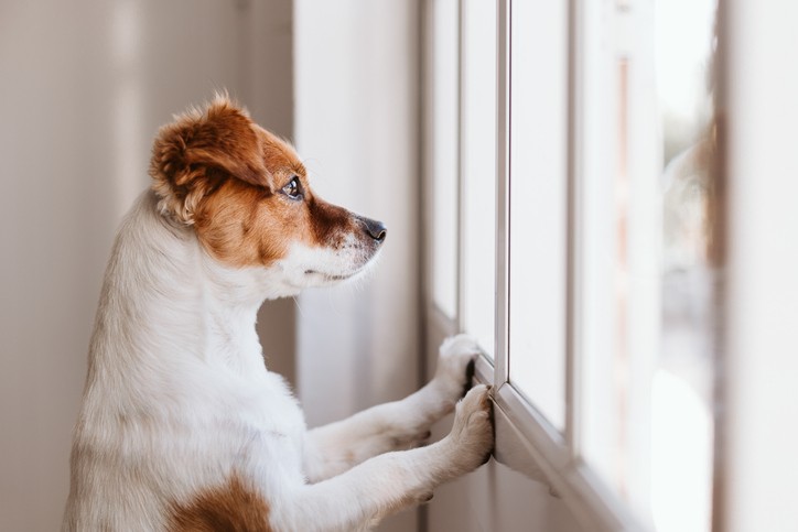 dog separation anxiety in boston, ma