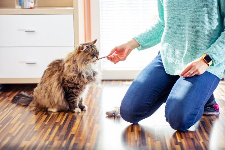 6 Tips for Training a Cat