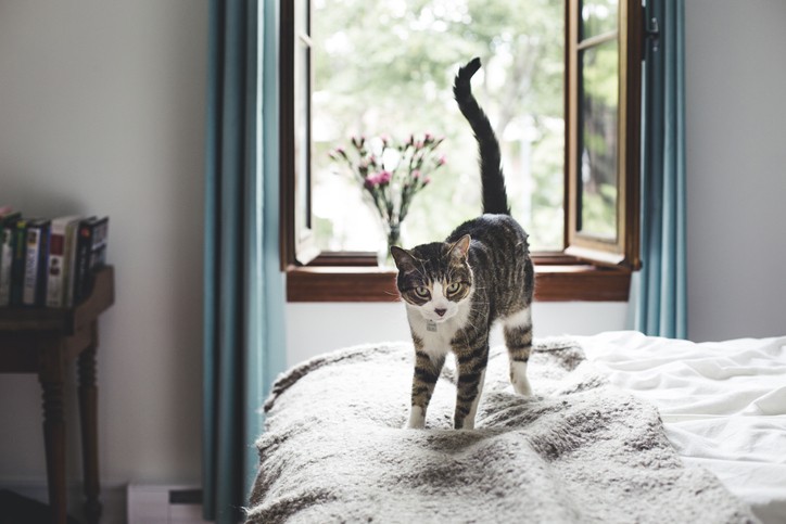 What Your Cat’s Body Language is Telling You