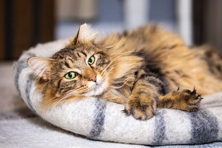 Cat Arthritis: What it is and How to Help Your Pet