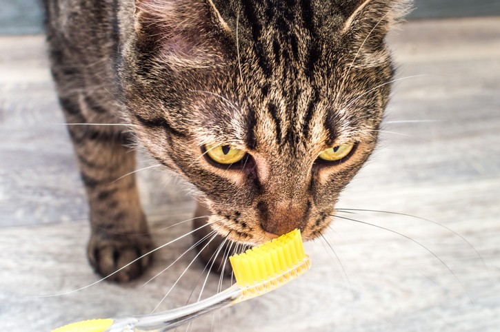 cat teeth cleaning in boston, ma