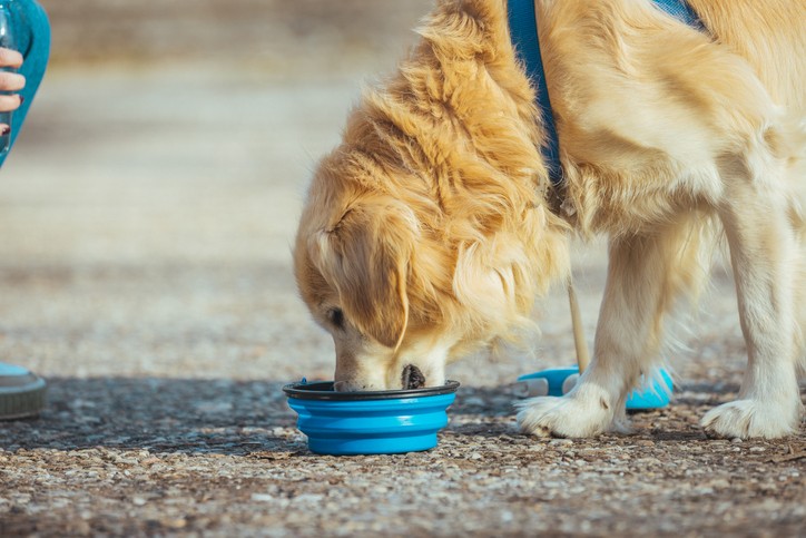 Could Your Dog's Water Bowl Make Him Sick? Here's What You Need To Know -  Hot Dog on a Leash