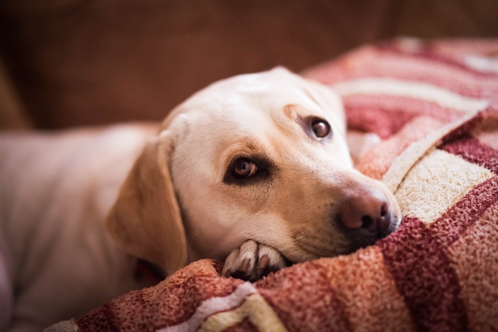 What to Know About Dog Pancreatitis and How Acupuncture Can Help