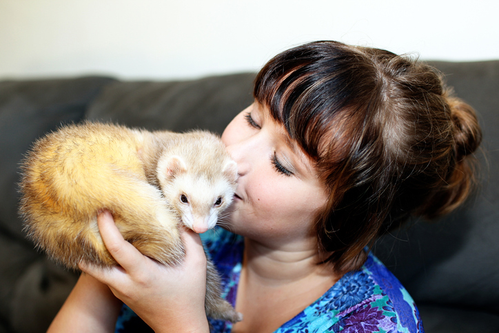 ferret vaccinations in boston, ma