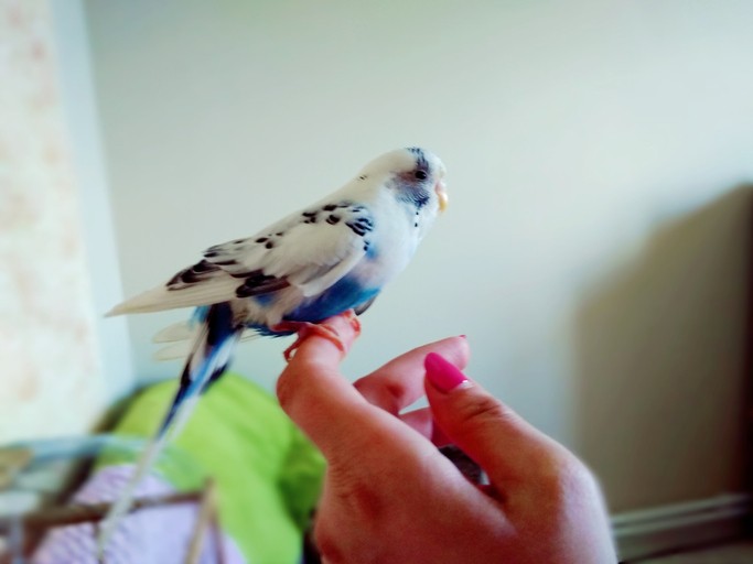 bird nail trim in boston, ma