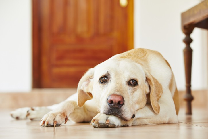 6 Symptoms of Dog Arthritis