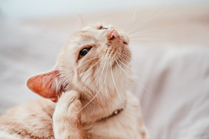 I Think My Cat Has an Ear Infection – What Should I Do?