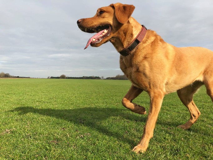 Why is My Dog Suddenly Limping?