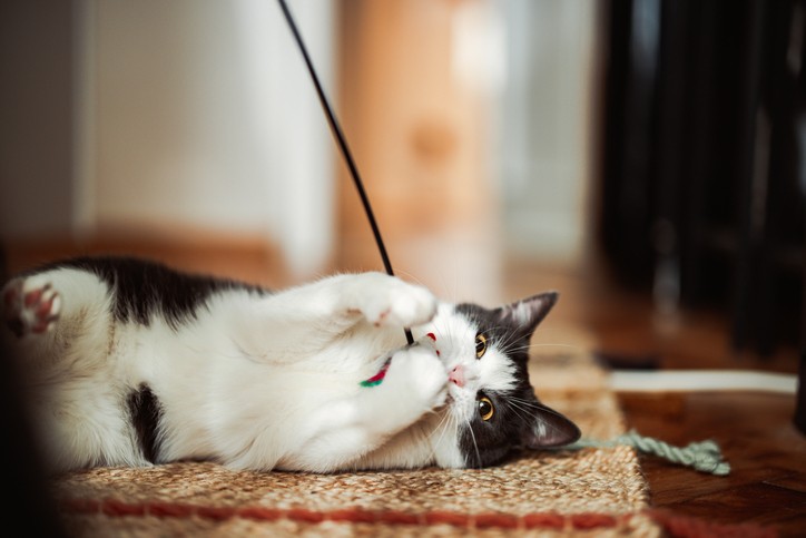 Types of Cat Toys to Get Your Not-So-Active Cat Going