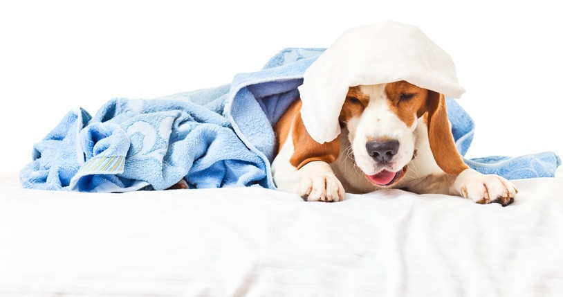 Kennel Cough: What it is and How to Protect Your Pet