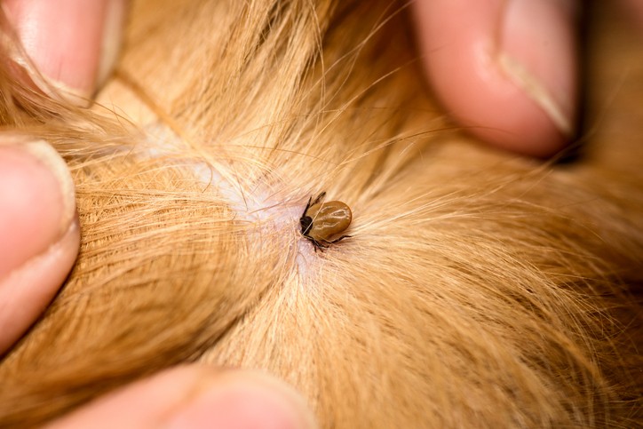 6 Tips to Protect Your Dog from Ticks