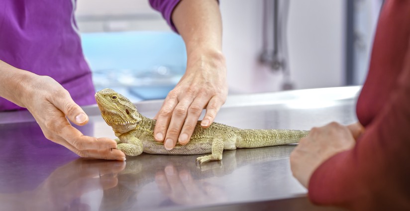 Reptile Vet in Boston, MA