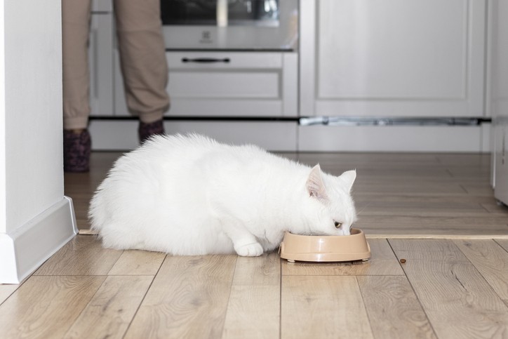 What Every Pet Parent Should Know about Cat Obesity