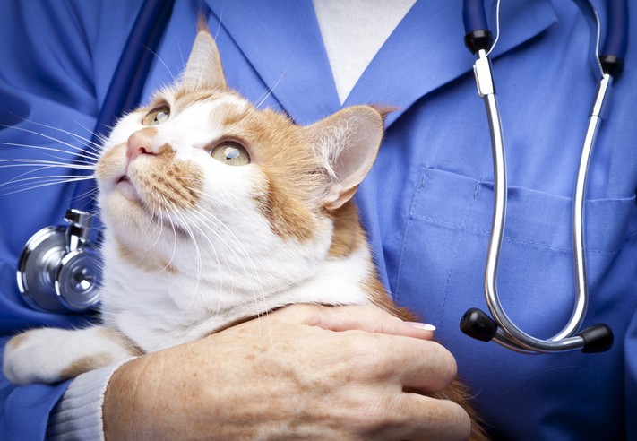 Did You Know Keeping Up with Your Cat’s Vaccinations are Important for Their Health? Here’s Why!