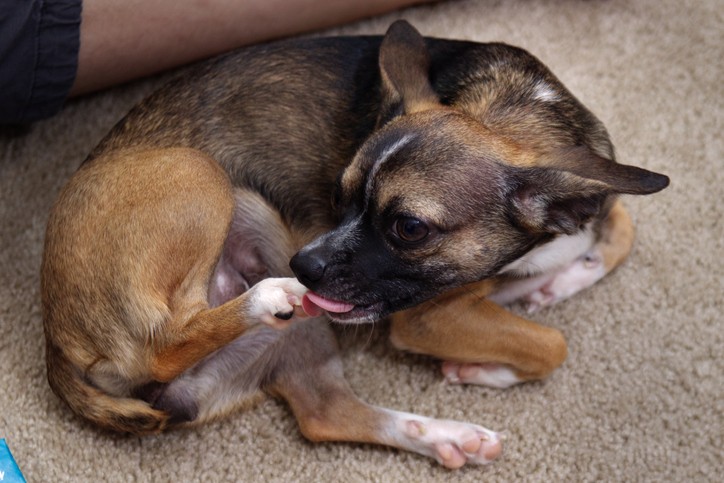 dog licking paws in boston, ma