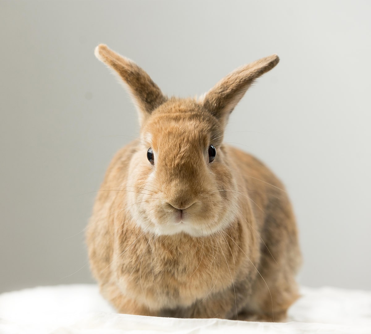 Fluffy brown rabbit