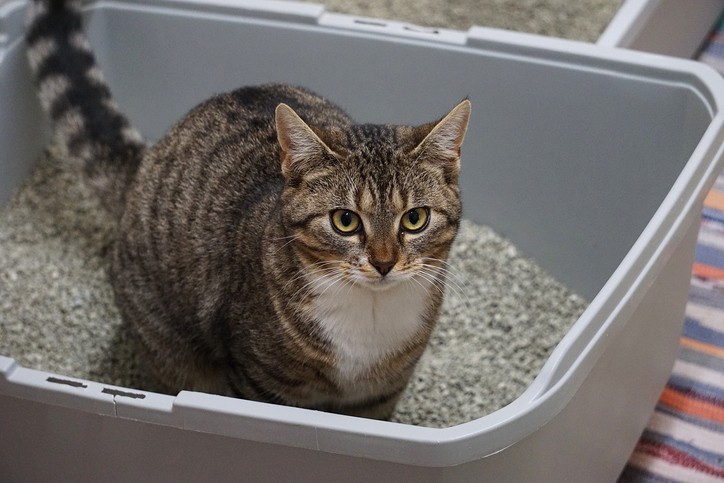 cat pooping outside litter box in boston, ma