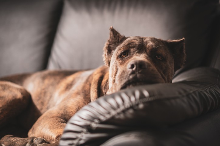 Why is My Dog Acting Lethargic?