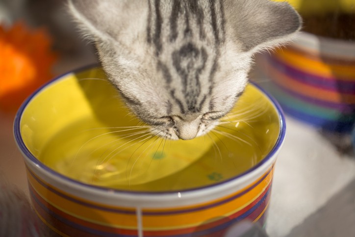 Here’s How to Tell if Your Cat is Dehydrated and How to Help