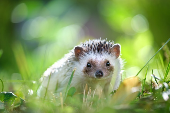 6 Things to Know About Hedgehog Care