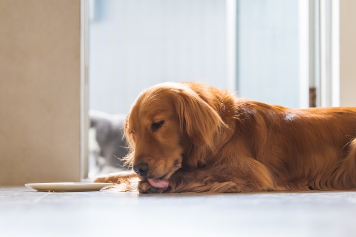 Dog Hot Spots: What They are and Treatment Options